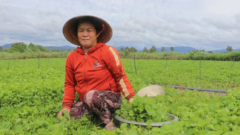 Trồng rau má mang lại thu nhập ổn định