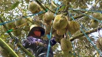 Xuất khẩu rau quả sang Trung Quốc tiếp tục giảm sâu