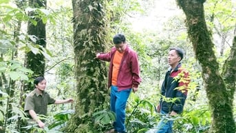 Thêm động lực giữ rừng ở Yên Minh