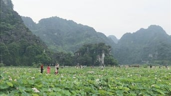 Hương sen đất Cố đô - Sức sống mới cho du lịch nông nghiệp Ninh Bình