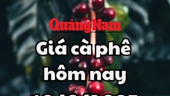 Cập nhật giá cà phê hôm nay 18/6/2025 mới nhất: Chuỗi giảm kéo dài