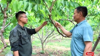 Hướng tới vụ na bội thu