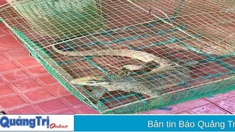 Kỳ đà hoa quý hiếm nặng 1,7 kg “đi lạc” vào vườn nhà dân
