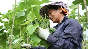 Sức sống mới trên đồng dâu Trấn Yên