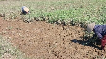 Quảng Điền còn 2.377 ha lúa và rau màu bị ngập nước