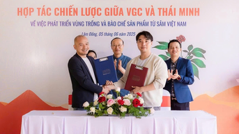 Sâm Thái Minh ‘bắt tay’ VGC: Chiến lược mở rộng vùng trồng bằng công nghệ Hàn Quốc