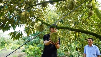 Hộ kinh doanh kê khai thuế thế nào khi mua nông sản, hàng xách tay