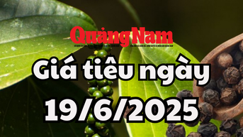 Tin tức, dự báo giá tiêu ngày mai 19/6/2025 tín hiệu lạc quan từ quốc tế