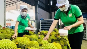 Trái cây Việt ra sao khi Trung Quốc tăng nhập khẩu của nước khác?