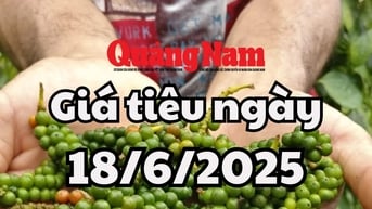 Giá tiêu hôm nay 18/6/2025: Đắk Lắk và Đắk Nông giữ mức giá cao nhất