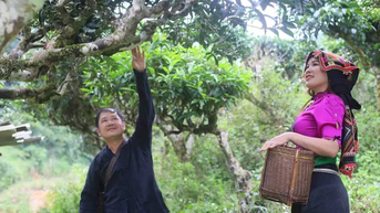 Cách dân bản vùng cao thoát nghèo với cây chè shan tuyết