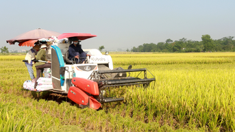 Tỷ lệ giống lúa chất lượng, chất lượng cao đạt hơn 77% tổng diện tích gieo cấy
