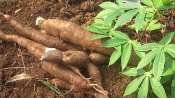 Quy trình canh tác sắn (khoai mỳ) bền vững cho các vùng trồng sắn trọng điểm