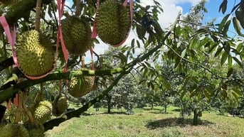 Bầu Đức tuyển gấp hàng trăm kỹ thuật viên sầu riêng, thưởng tiền cho người giới thiệu