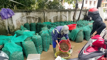 Hà Tĩnh: Ốc bươu vàng xuất hiện dày đặc, gây hại lúa hè thu