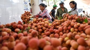 Bảo đảm nguồn điện phục vụ thu hoạch, chế biến, tiêu thụ vải