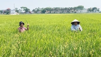 Giá lúa gạo hôm nay 19/6: Gạo xuất khẩu tăng nhẹ