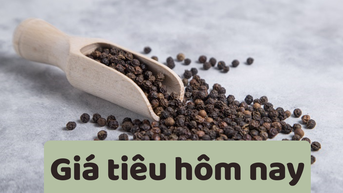 Giá tiêu hôm nay 19/6/2025: Liên tiếp giảm giá