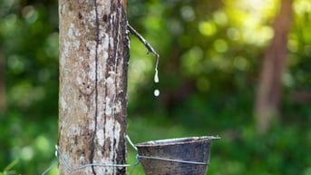 Giá cao su hôm nay 19/6 Tiếp tục tăng tại thị trường châu...