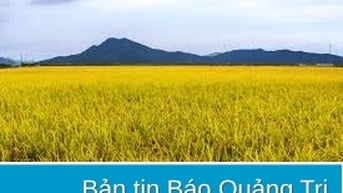 Kiên quyết không để ruộng lúa bị bỏ hoang do mưa lũ bất thường