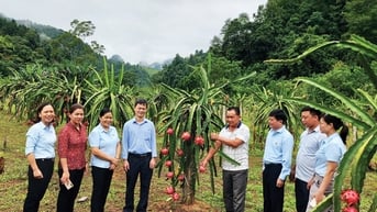Đảm bảo an toàn thực phẩm trong sản xuất nông nghiệp - Báo Cao Bằng điện tử