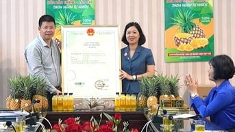 Công nhận nhãn hiệu tập thể "Dứa Bảo Thắng - Lào Cai"