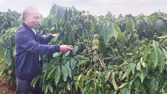 Gia Lai đẩy mạnh phát triển nông nghiệp hữu cơ