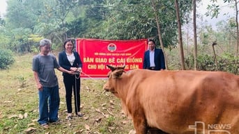 136 hộ dân được hỗ trợ vay bê cái giống từ Quỹ Xuân Dịp