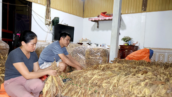 Nông dân phấn khởi vì cây thuốc lá được giá, đầu ra ổn định