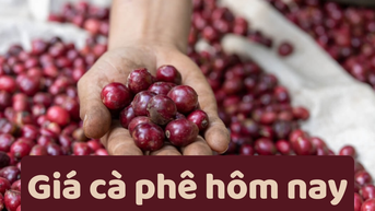 Giá cà phê hôm nay 19/6/2025: Tiếp tục giảm nhẹ