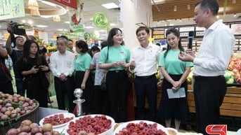 Mận hậu Sơn La chinh phục thị trường lớn