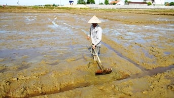 Nỗ lực khôi phục sản xuất lúa hè-thu