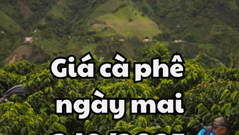 Tin tức, dự báo giá cà phê ngày 3/6/2025 chưa có biến động mạnh
