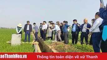 Tín hiệu khả quan từ tạo tín chỉ carbon trong sản xuất lúa ở Yên Định