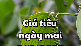 Tin tức, dự báo giá tiêu ngày 3/6/2025 tiếp đà phục hồi tăng mạnh