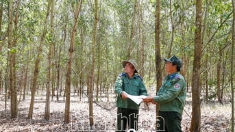 Quyết tâm không để xảy ra cháy rừng
