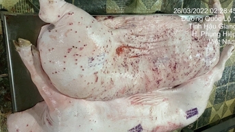 Hình ảnh 'tố' lợn bệnh tại Công ty C.P. Việt Nam là thật
