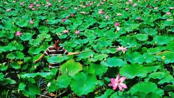 Đa dạng sản phẩm OCOP được chế biến từ sen