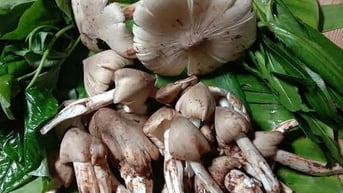 Mùa “lộc trời” ở Tây Nguyên