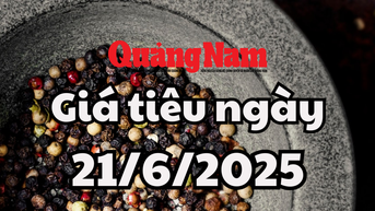 Tin tức, dự báo giá tiêu ngày mai 21/6/2025 đà giảm tạm thời ngừng lại