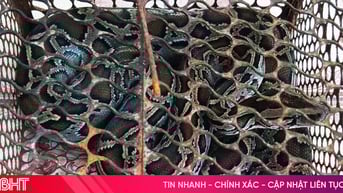 Bàn giao cá thể trăn đất quý hiếm cho Vườn Quốc gia Vũ Quang