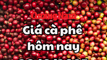 Cập nhật giá cà phê hôm nay 20/6/2025 mới nhất: Sắp về mốc 100.00 đồng/kg
