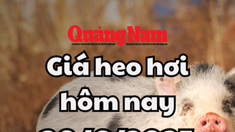 Giá heo hơi hôm nay 20/6/2025: Miền Trung và miền Nam lai giảm sau bình ổn
