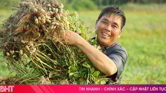 Giống lạc mới được mùa, nông dân Nghi Xuân phấn khởi