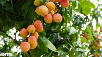 Mỗi ngày bạn nên ăn bao nhiêu quả vải?