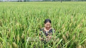 Lão nông U70 gieo cấy gần 100 mẫu ruộng ở huyện Khoái Châu