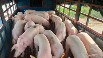 Giá heo hơi hôm nay 20/6: Giảm nhẹ tại một số địa phương