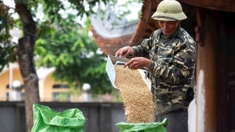Mùa vàng hong thóc sân đình