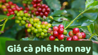 Giá cà phê hôm nay 20/6/2025: Giảm sâu kỷ lục