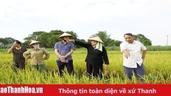 Hỗ trợ hơn 105 triệu đồng cho các hộ dân bị thiệt hại do lúa trỗ không kết hạt